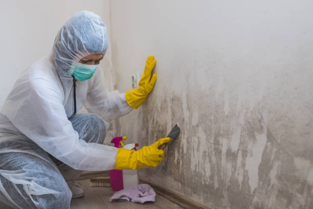 Best Affordable Mold Removal  in Poteau, OK