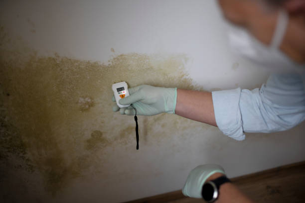 Best Residential Mold Removal  in Poteau, OK