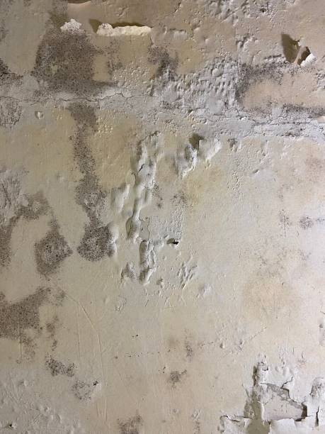 Best Black Mold Removal  in Poteau, OK