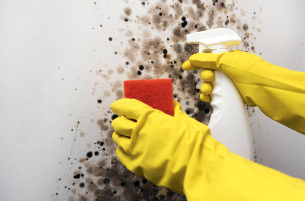 Best Mold Remediation  in Poteau, OK