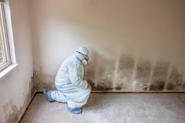 Best Certified Mold Removal  in Poteau, OK
