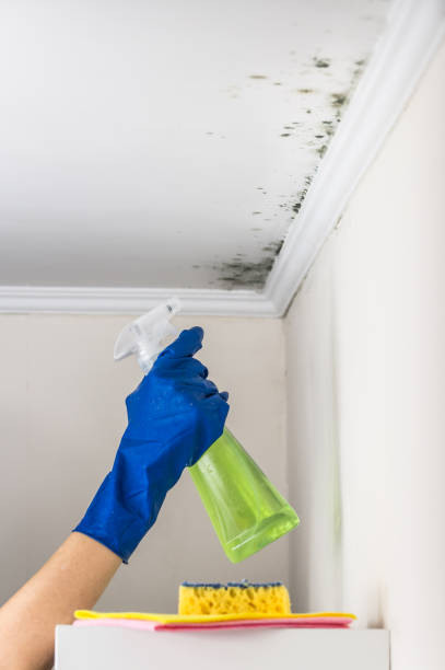 Best Emergency Mold Removal  in Poteau, OK